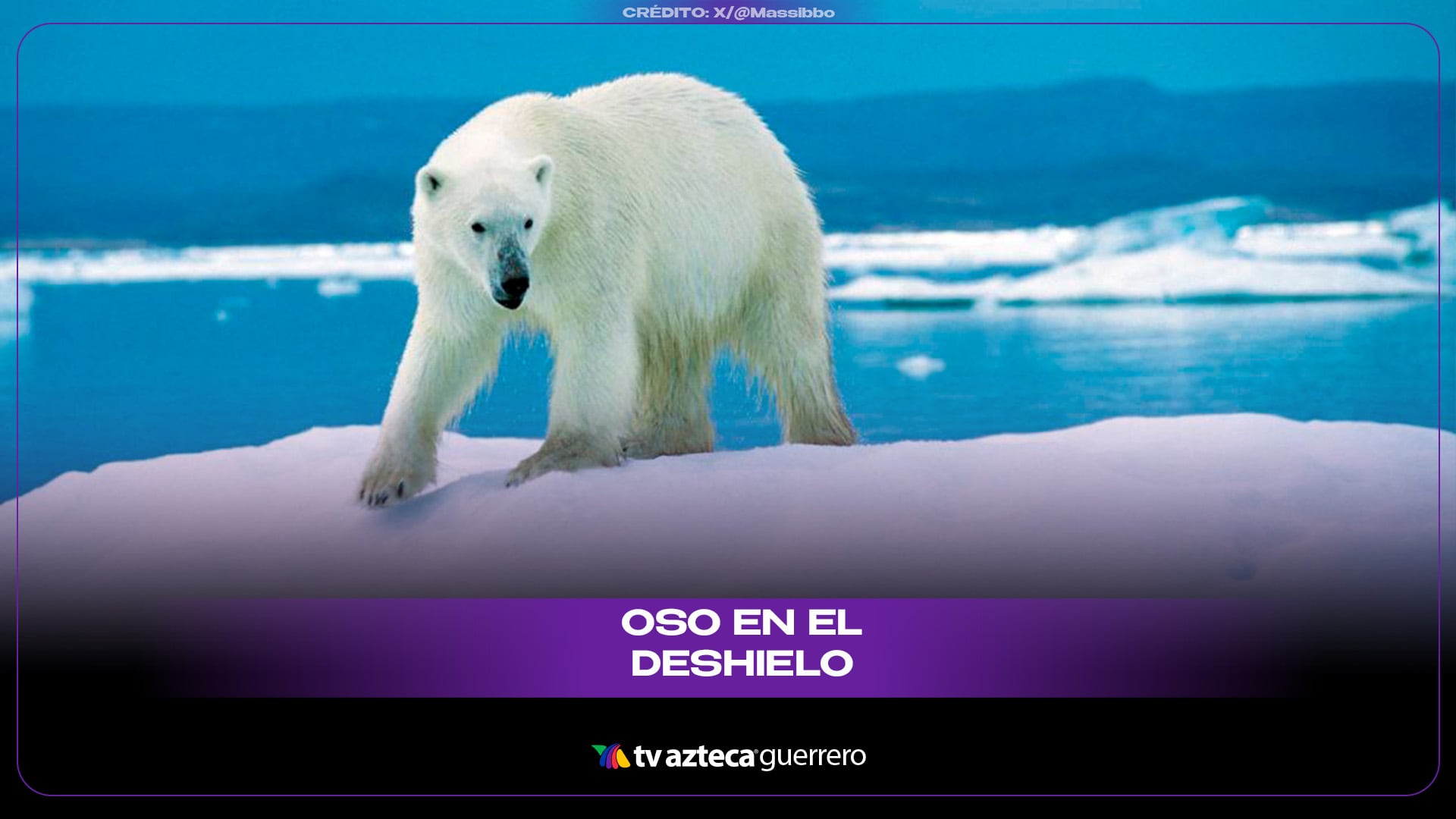 El secreto del oso polar: ¿Por qué no se rompe el hielo bajo sus 500 kilos?