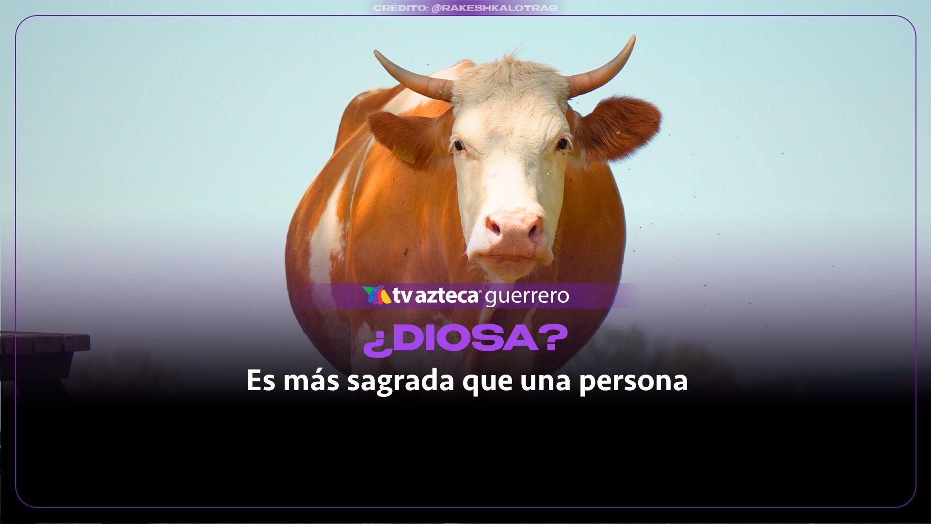 ¿Por qué la vaca es sagrada en la India? Conoce las razones detrás de su veneración