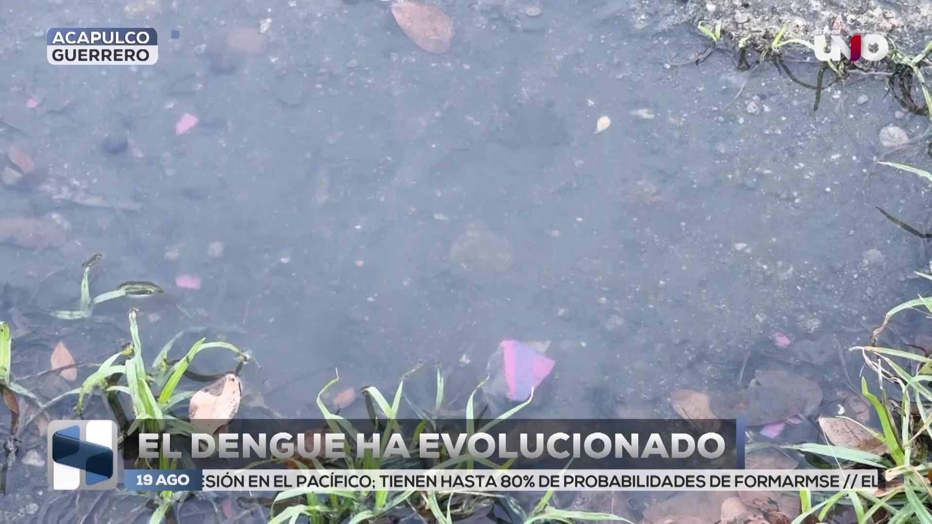 Aumentan Casos de Dengue Serotipo 2 en Acapulco: Alarma por variante más agresiva