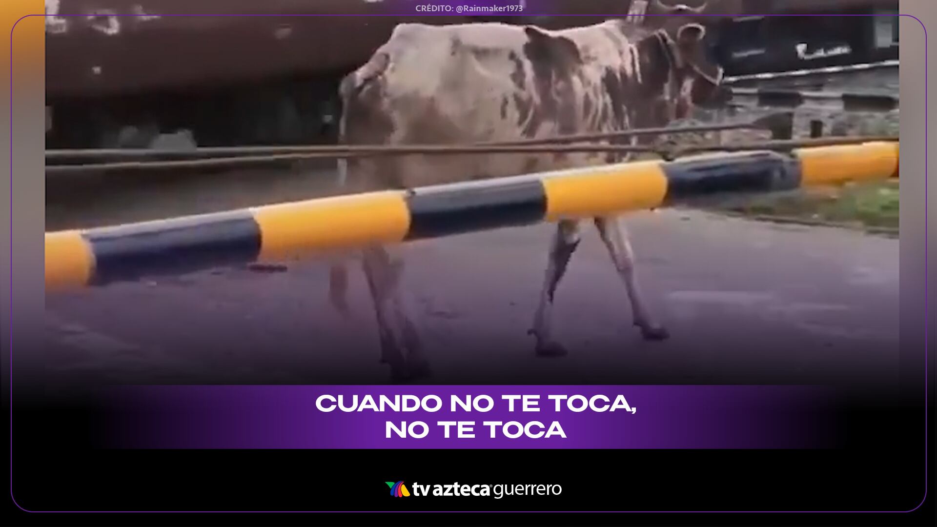 ¡De milagro! Vaca resulta ilesa tras ser arrollada por un tren