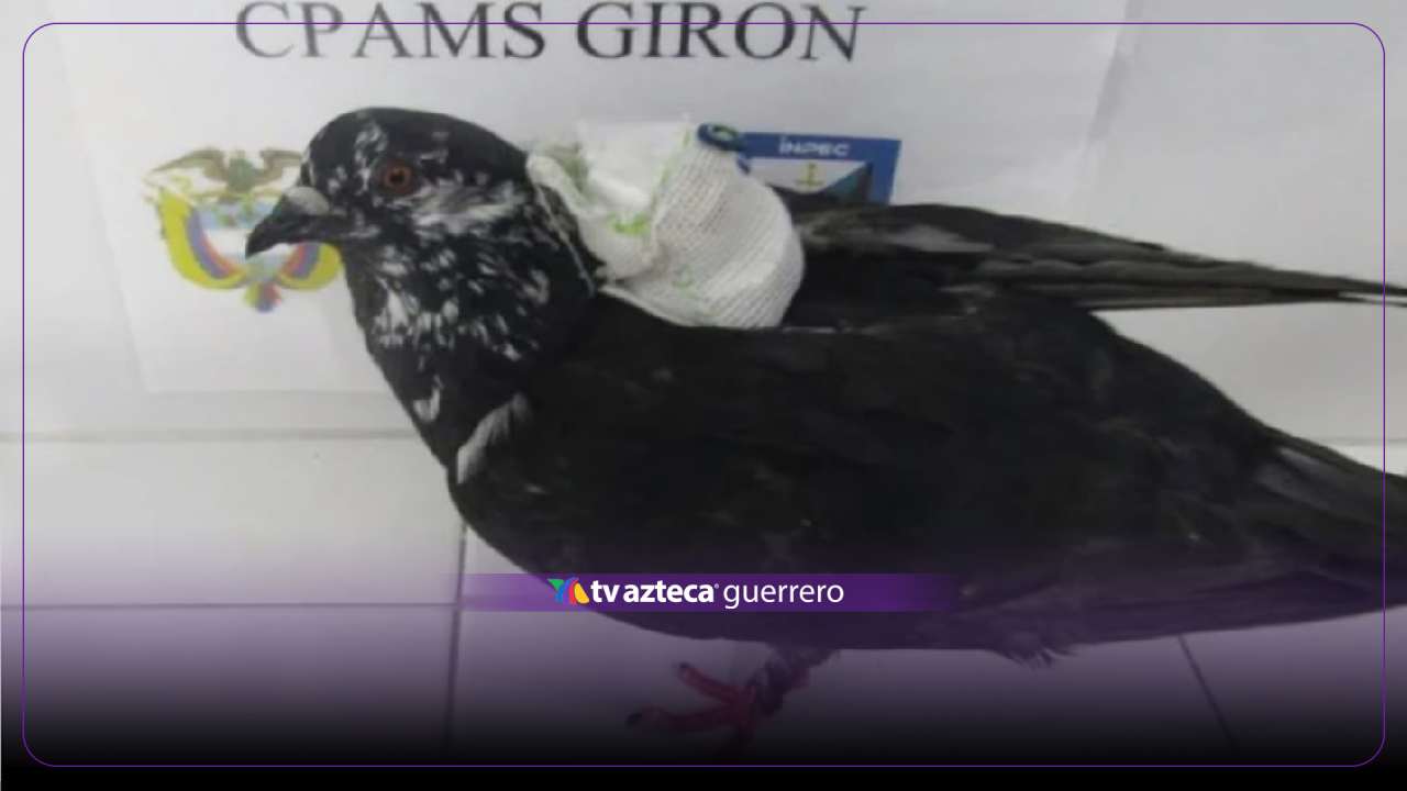 Paloma traficante