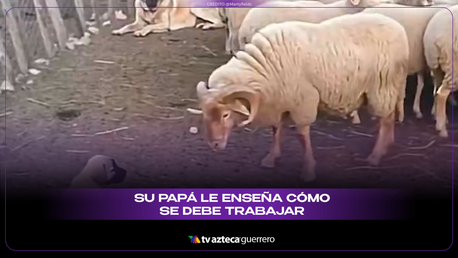 Cachorro debuta como perro pastor y su padre acude a enseñarle el oficio