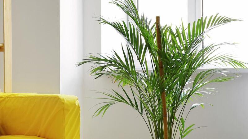 Plantas calor