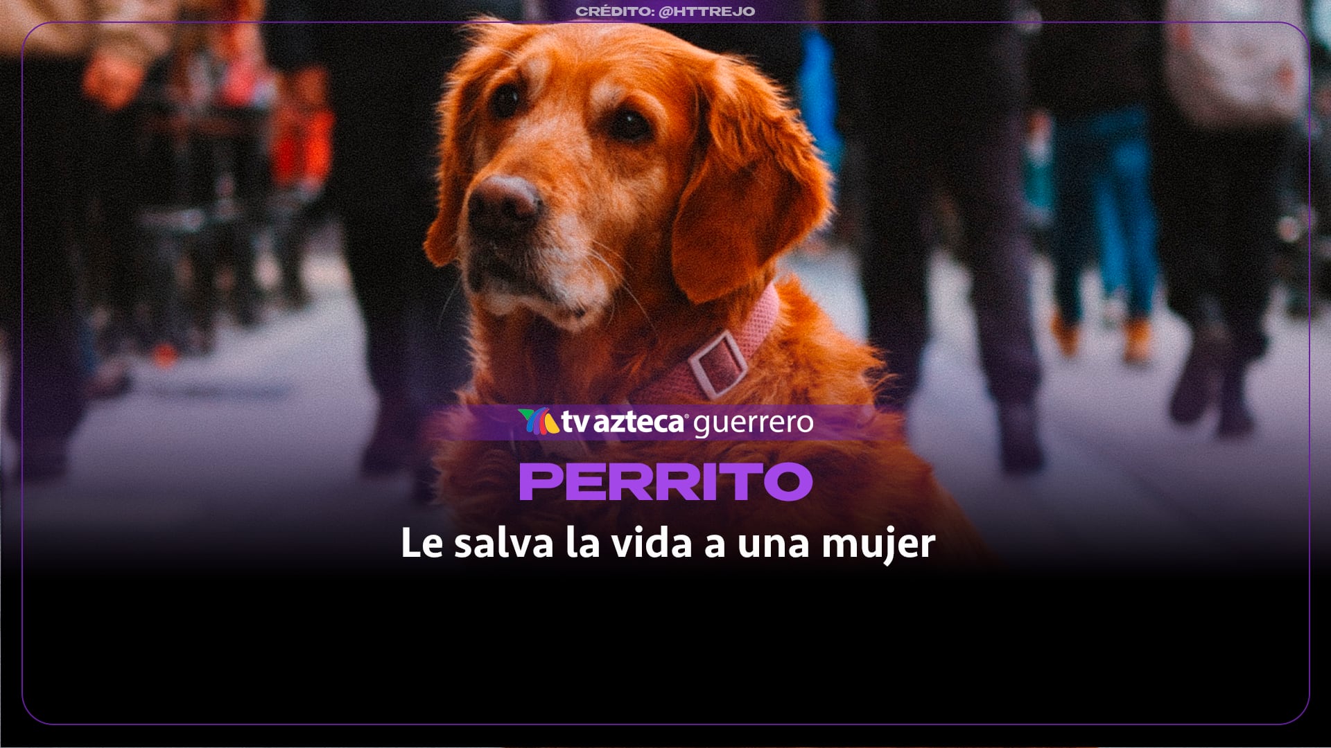 Perrito héroe: Canino callejero le salva la vida a una mujer segundos antes de que colapsara un techo