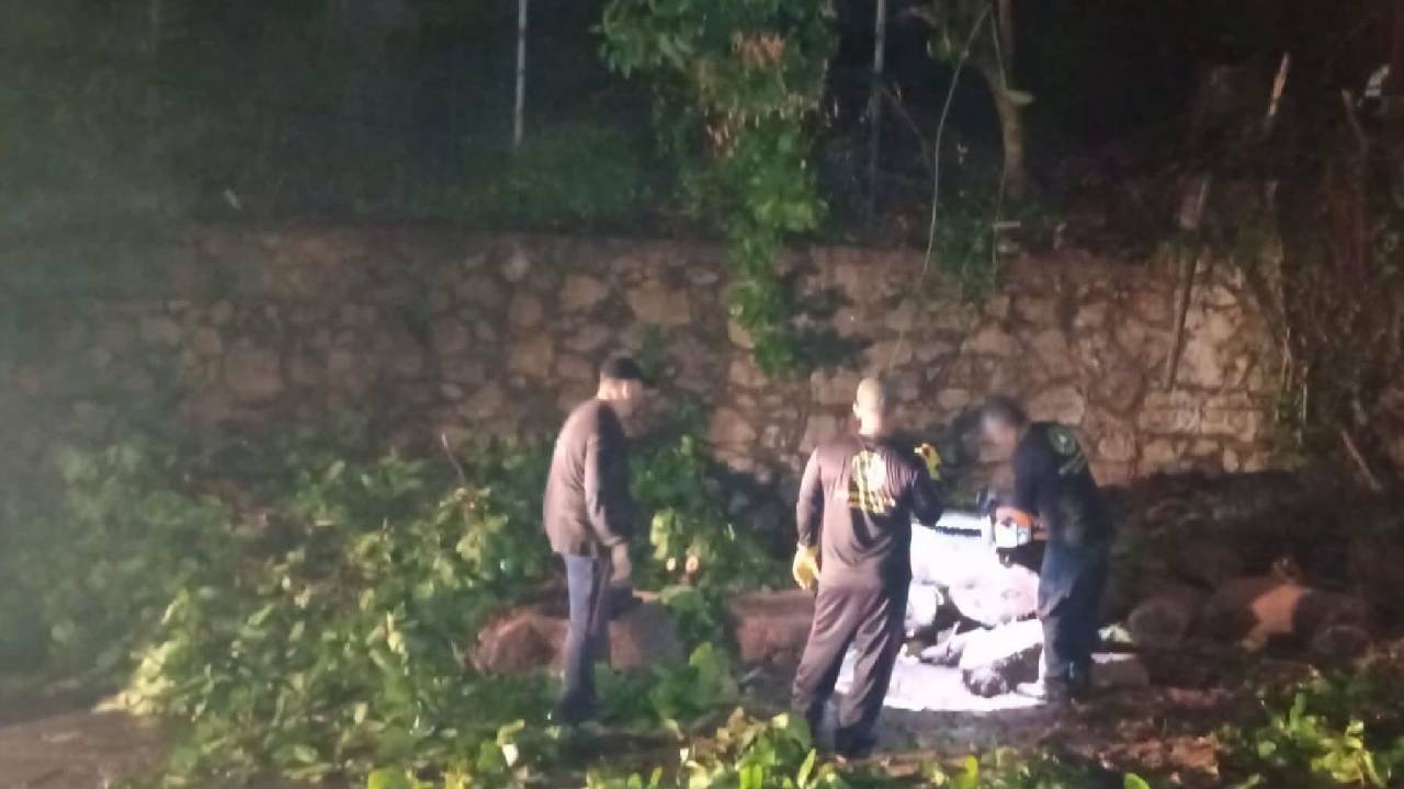 Paso de Rachel desploma árbol en el fraccionamiento Las Playas