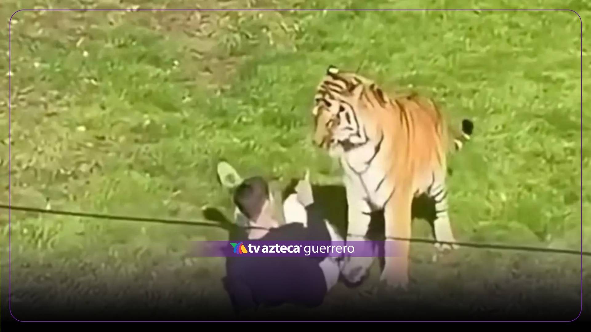 Filtran video de invasión a zona de un tigre: el hombre termina muerto