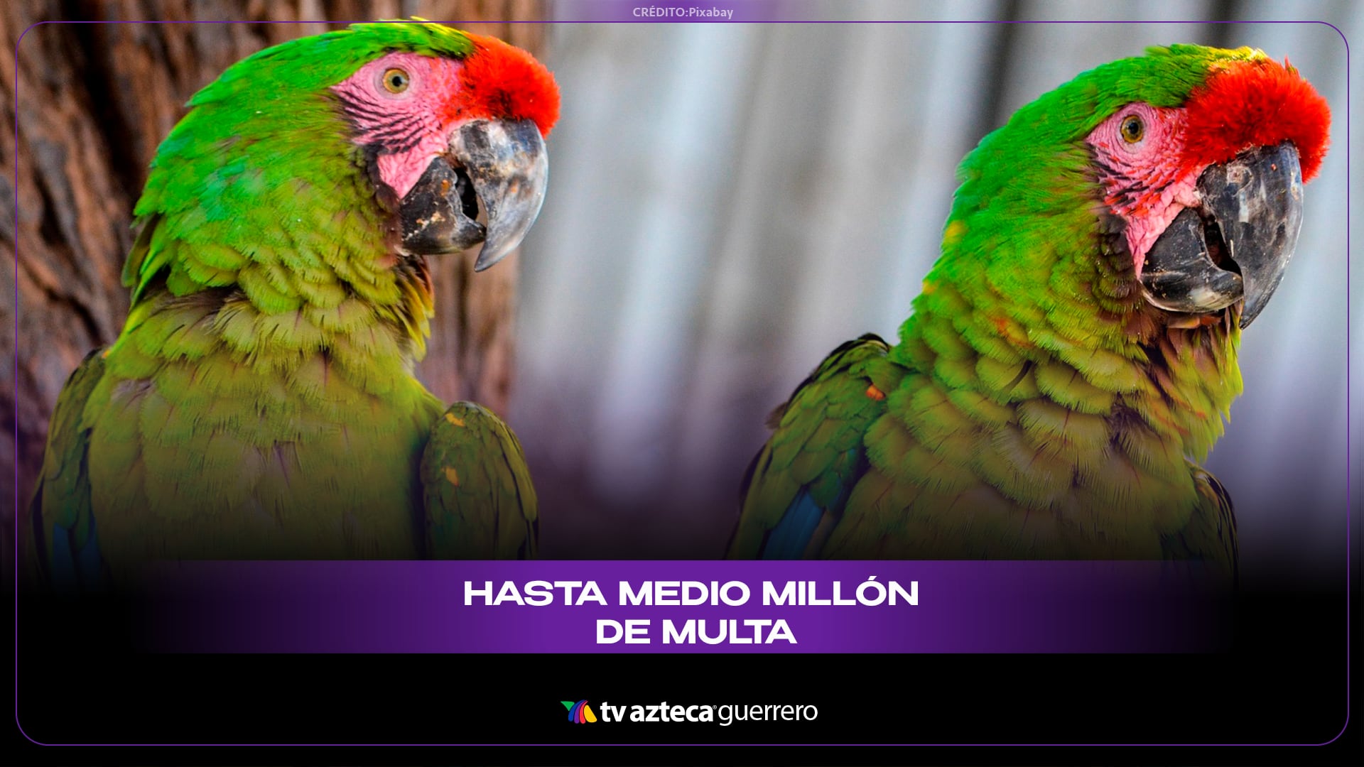 Hasta 9 años de cárcel y multas de medio millón por tener loros o pericos en México