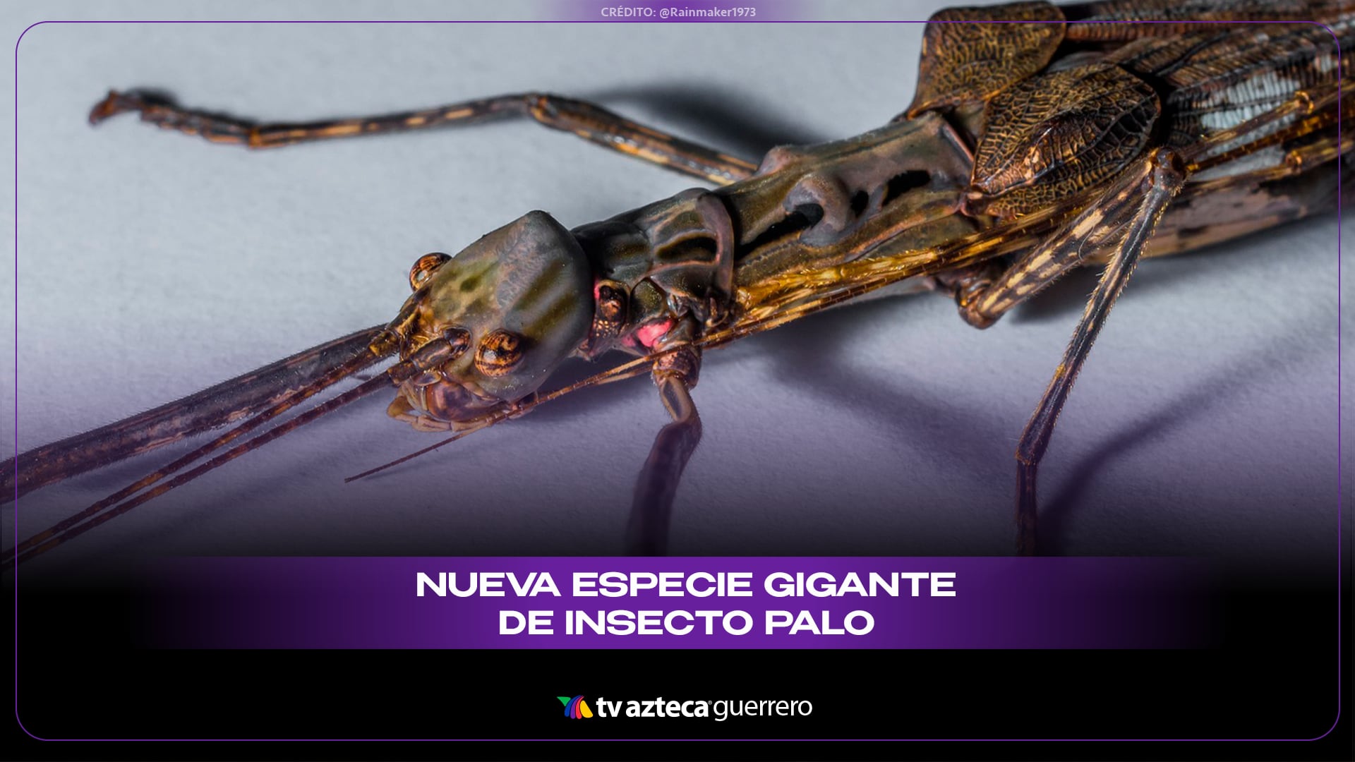 Descubrimiento científico: Identifican en selvas de Australia una nueva especie de insecto palo gigante