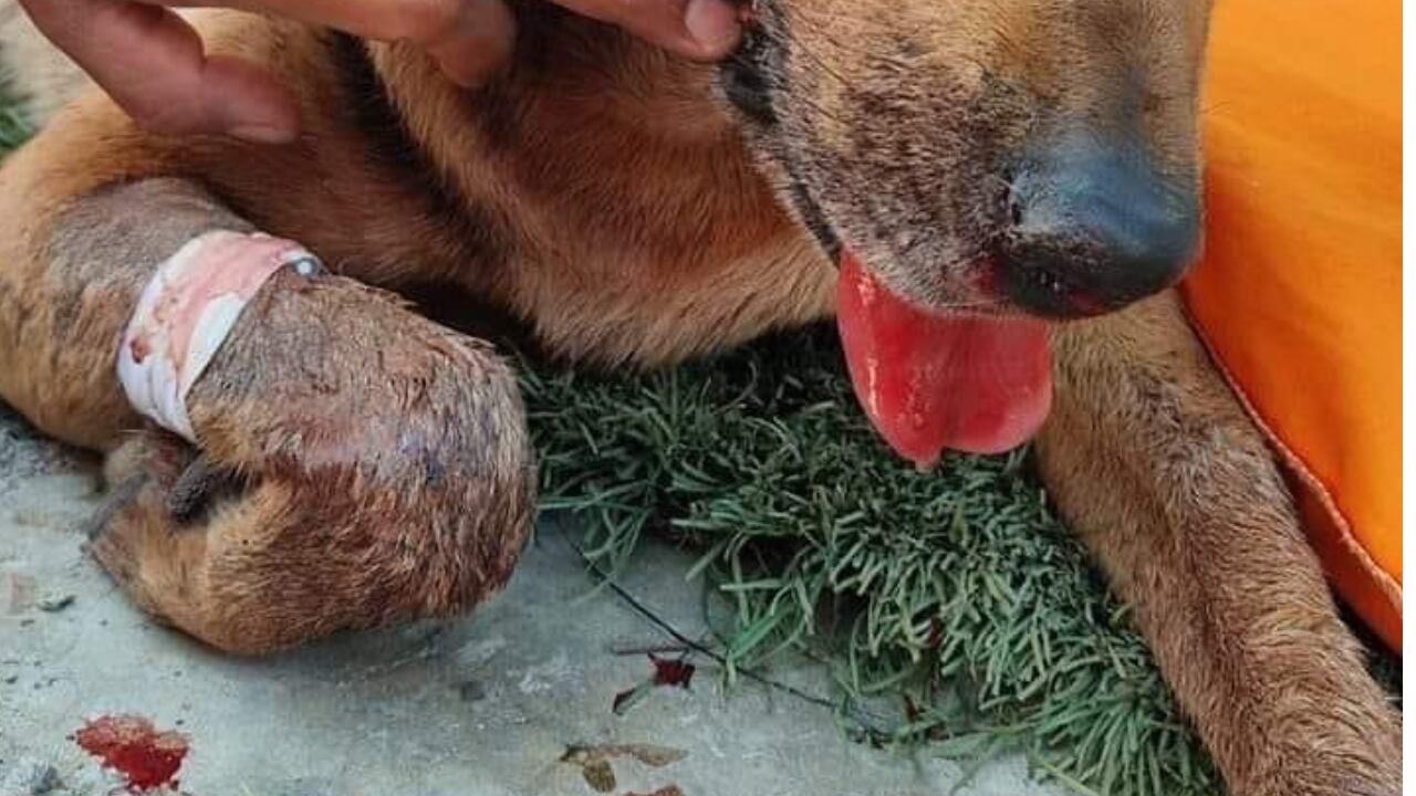 portada perrito chilpo