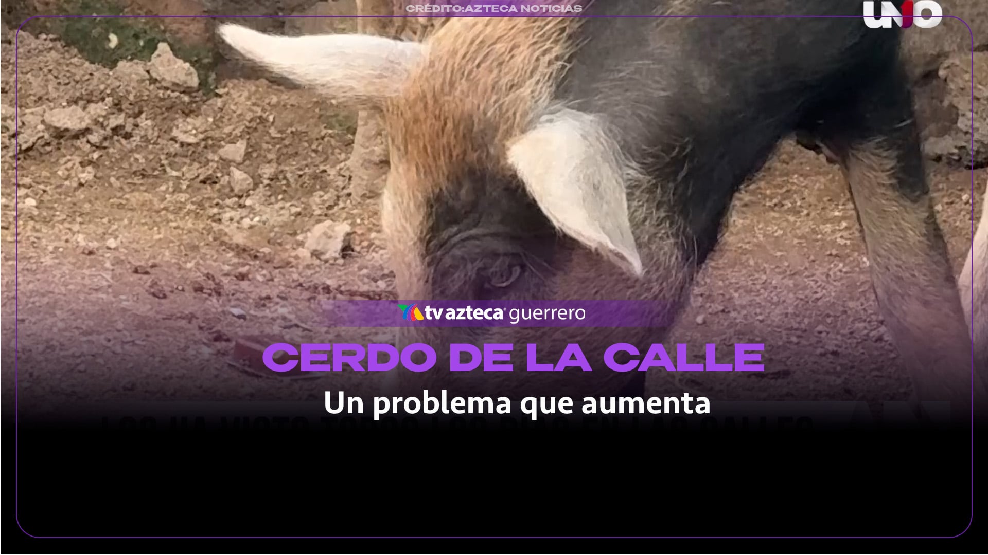 Cerdos sin dueño en calles de Acapulco generan alerta sanitaria y problemas de movilidad para vecinos